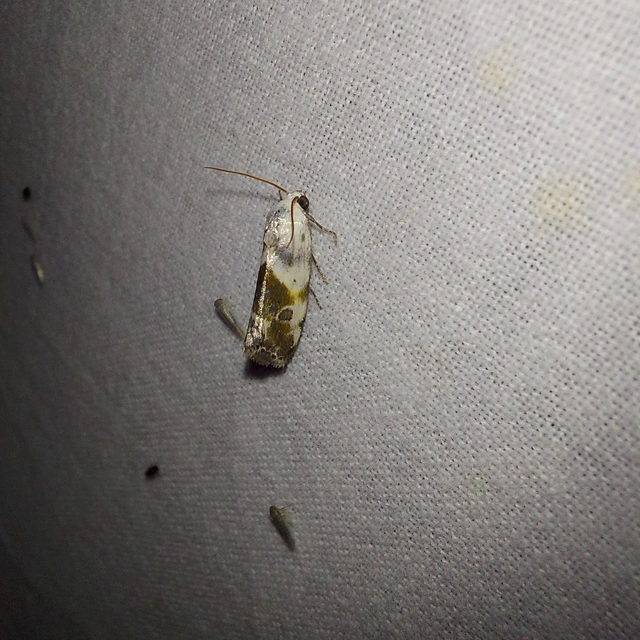 Ponometia candefacta - parlagfűbagoly