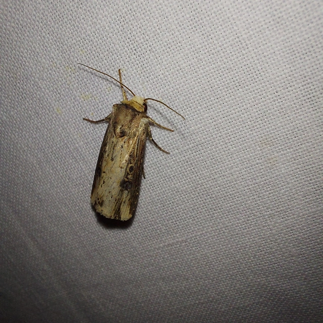 Axylia putris - vonalkás földibagoly