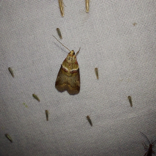 Acrobasis tumidana - bordás karcsúmoly