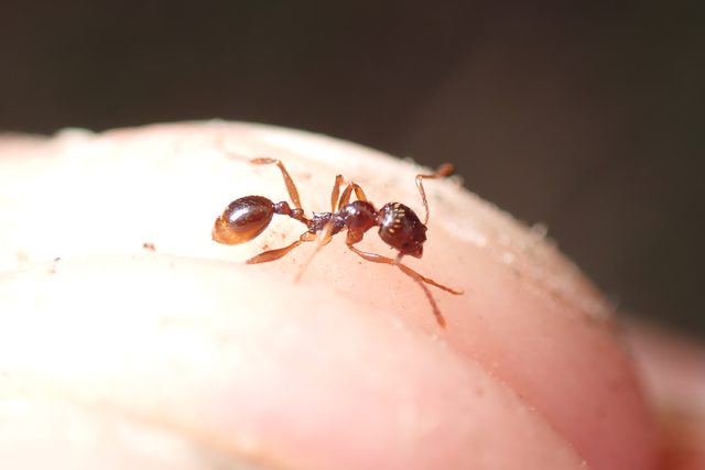 Aphaenogaster subterranea - vörös karcsúhangya