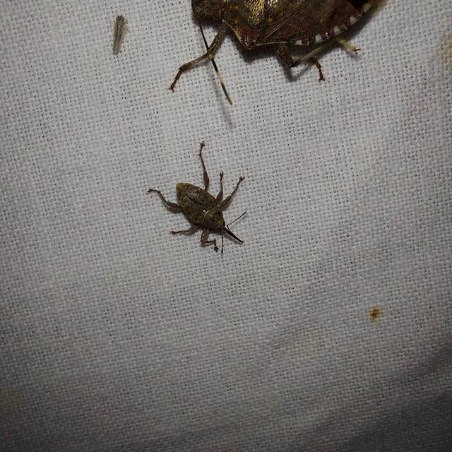 Curculio glandium - tölgymakkzsuzsóka