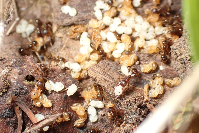 Aphaenogaster subterranea - vörös karcsúhangya