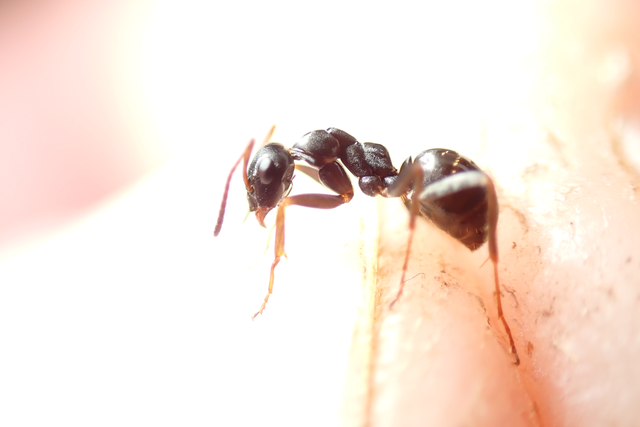 Formica fusca - kormos rabszolgahangya