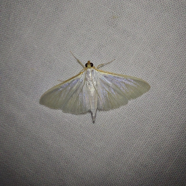 Palpita vitrealis - hófehér tűzmoly