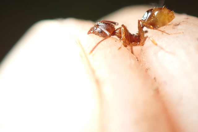 Aphaenogaster subterranea - vörös karcsúhangya