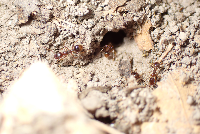 Aphaenogaster subterranea - vörös karcsúhangya