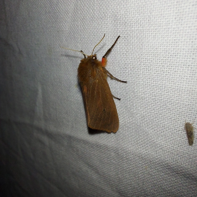 Phragmatobia fuliginosa - füstös medvelepke