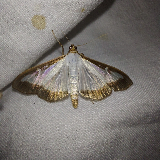 Cydalima perspectalis - puszpáng-tűzmoly
