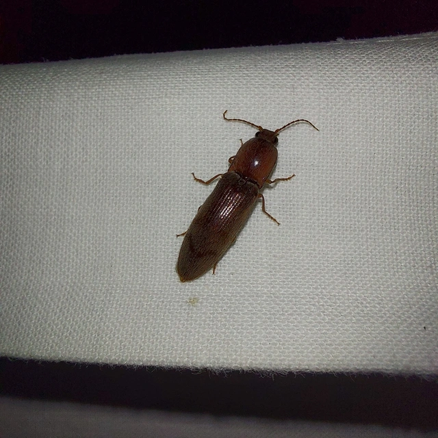 Stenagostus rhombeus - rombusznyakú pattanó