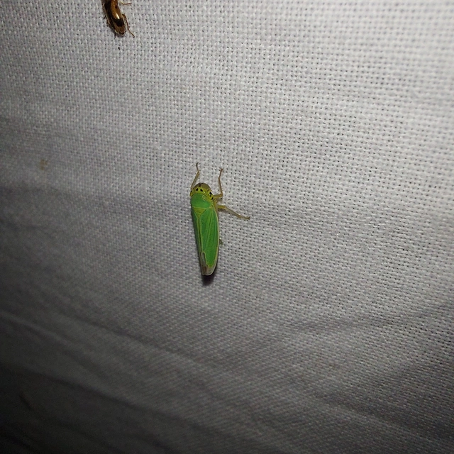 Cicadella viridis - méregzöld kabóca