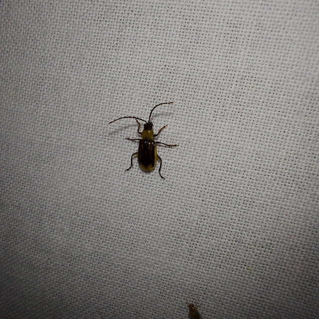 Diabrotica virgifera - amerikai kukoricabogár