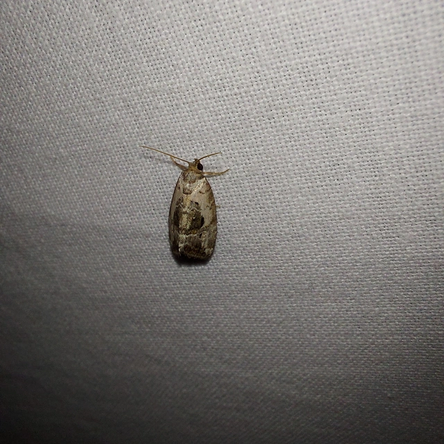 Hapalotis venustula - rózsaszínű mázasbagoly