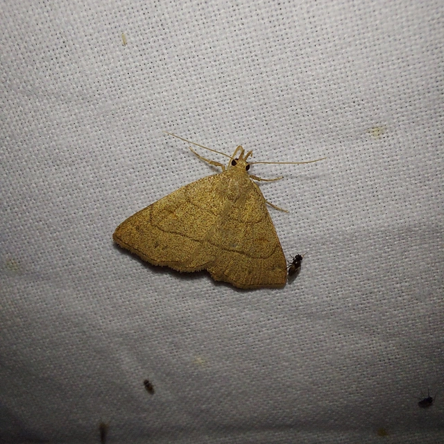 Paracolax tristalis - sárgás karcsúbagoly