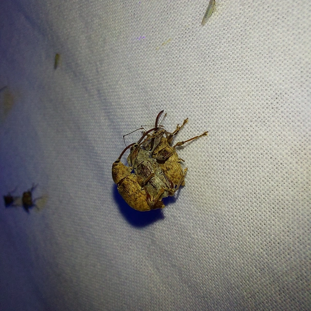 Curculio elephas - gesztenyezsuzsóka