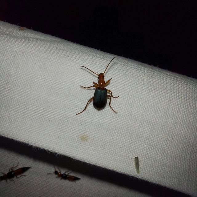 Brachinus