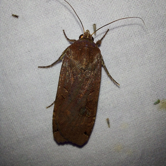 Noctua pronuba - nagy sárgafűbagoly