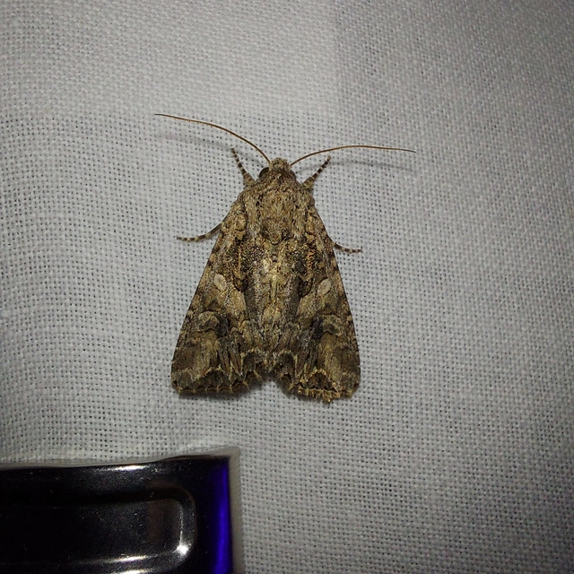 Hadula trifolii - lóherebagoly