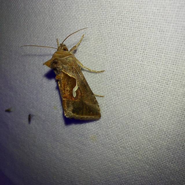 Macdunnoughia confusa - cseppfoltos ezüstbagoly