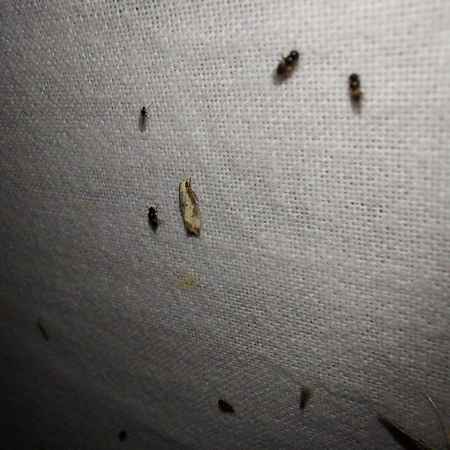 Brachmia dimidiella - citromkocsord-lápimoly