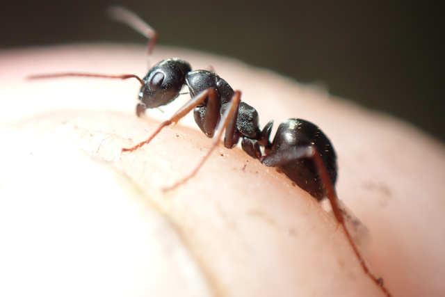 Formica fusca - kormos rabszolgahangya