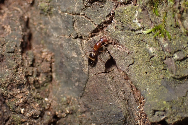 Colobopsis truncata - kapushangya