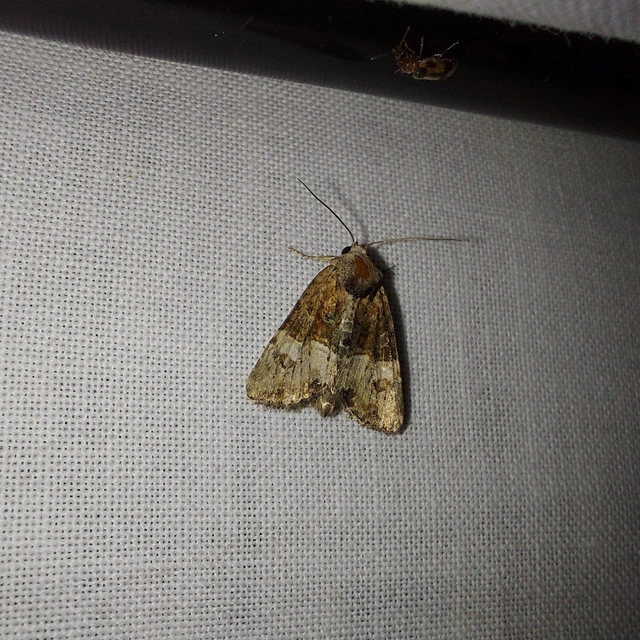 Mesoligia furuncula - kétszínű dudvabagoly