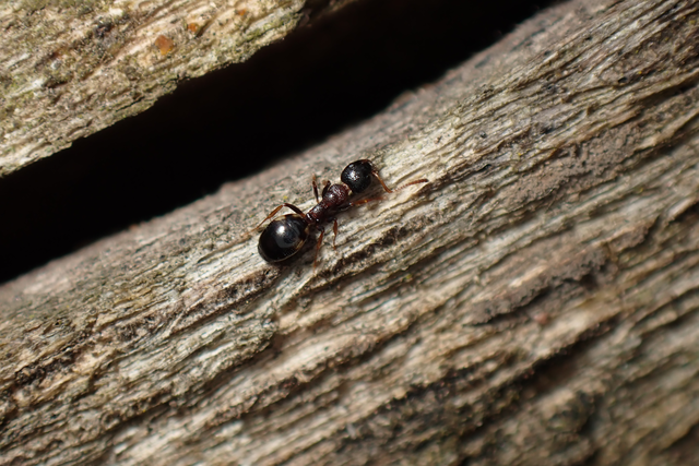 Dolichoderus quadripunctatus - négypettyes erdeihangya
