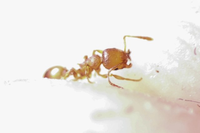 Temnothorax crassispinus - gubacslakó kéreghangya