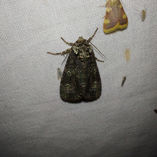 Craniophora ligustri - fagyalbagoly