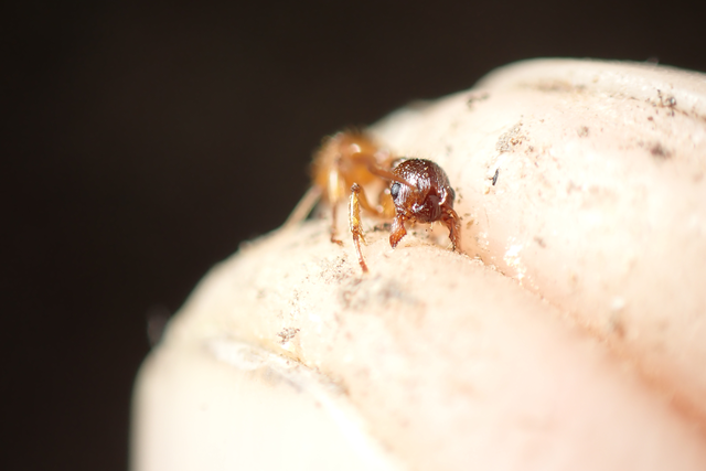 Myrmica ruginodis - erdei bütyköshangya