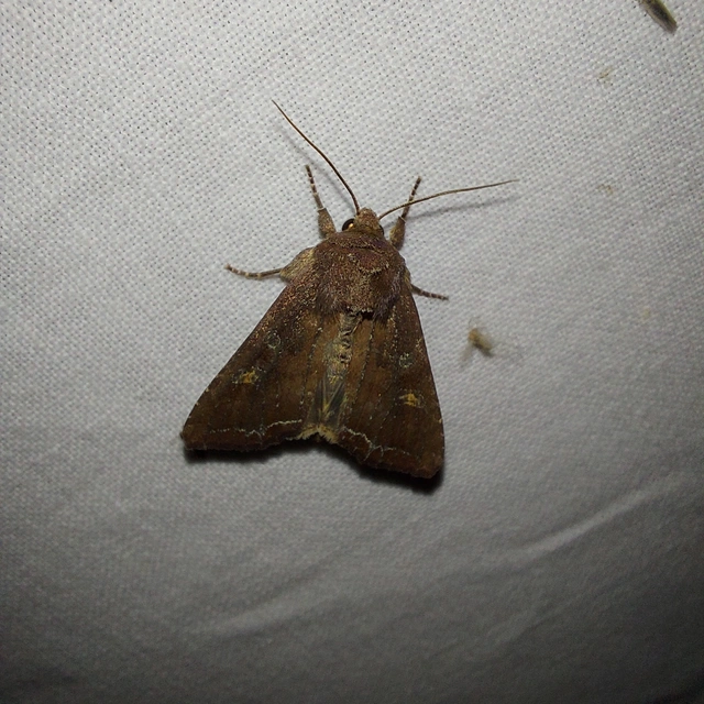 Lacanobia oleracea - saláta-kertibagoly