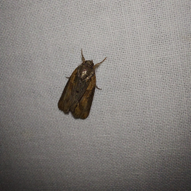 Bryophila raptricula/felina