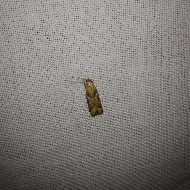 Nyctegretis lineana - agátszínű karcsúmoly