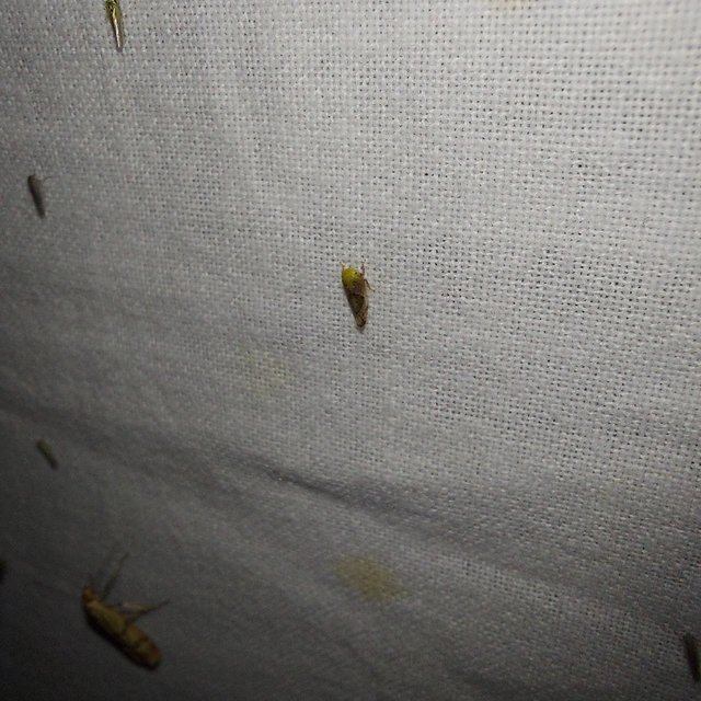 Hishimonus hamatus