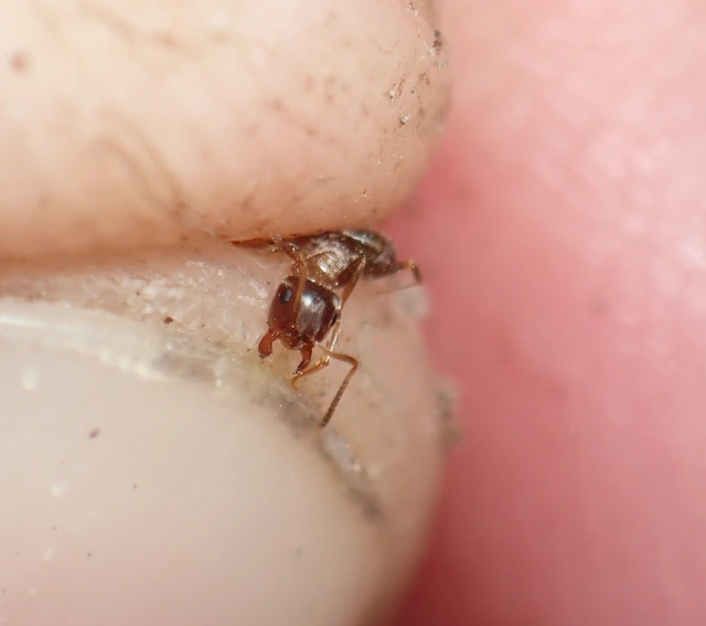 Lasius brunneus - rozsdáshátú feketehangya