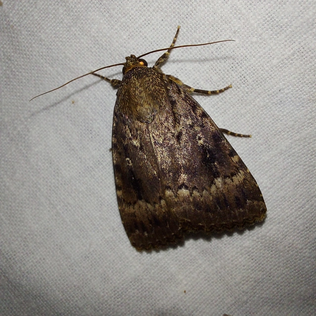 Amphipyra pyramidea - fahéjszínű bagoly