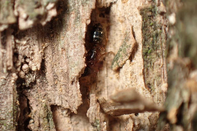 Camponotus fallax - ligeti lóhangya