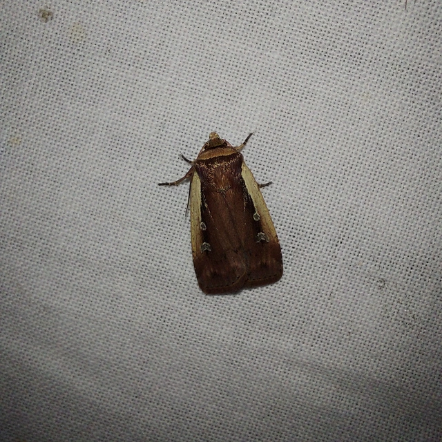 Ochropleura plecta - fehérszegélyű fűbagoly