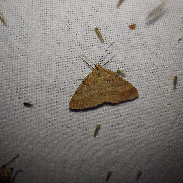 Scopula rubiginata - réti pirosaraszoló