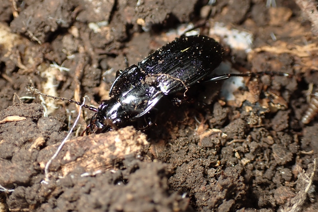 Abax parallelepipedus - félbordás szélesfutó