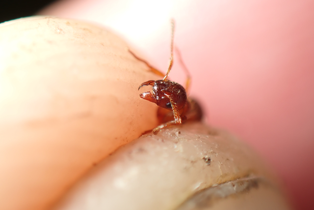 Myrmica ruginodis - erdei bütyköshangya