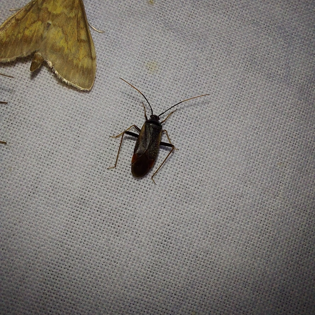 Adelphocoris seticornis - szegélyes mezeipoloska