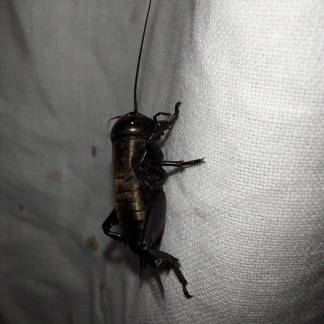 Gryllus campestris - mezei tücsök Gryllus campestris - mezei tücsök