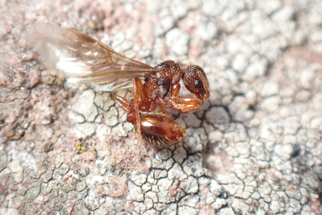 Myrmica sabuleti - gyakori bütyköshangya