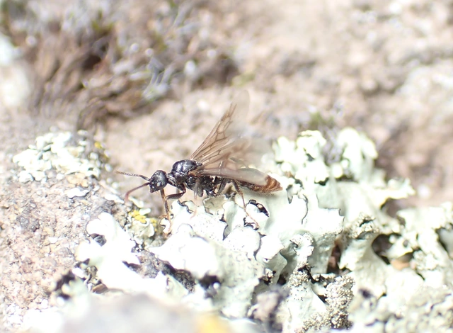Myrmica sabuleti - gyakori bütyköshangya