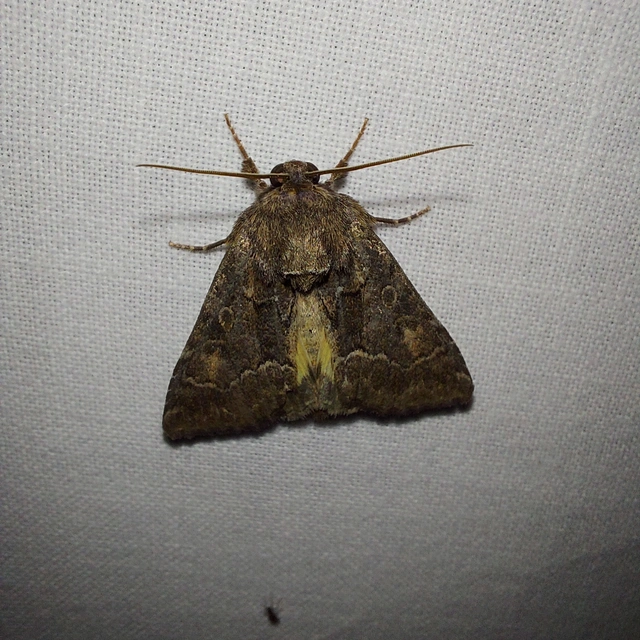 Thalpophila matura - fakó erdeibagoly