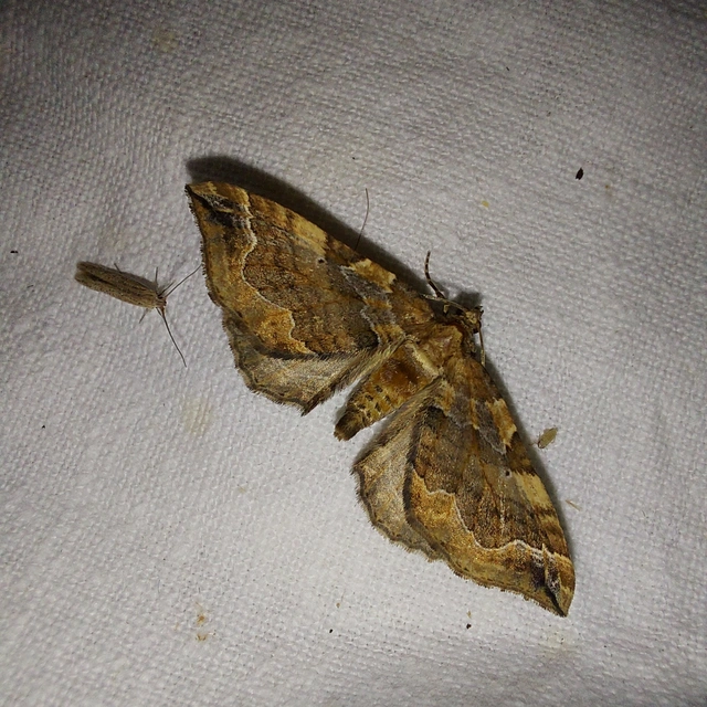 Pelurga comitata - nagy tarkaaraszoló