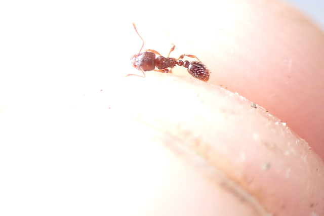 Tetramorium