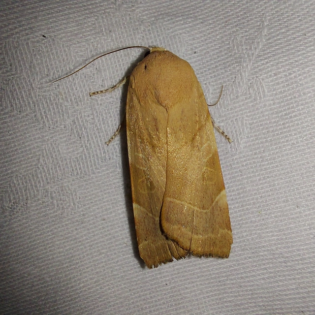 Noctua fimbriata - szélessávú sárgafűbagoly
