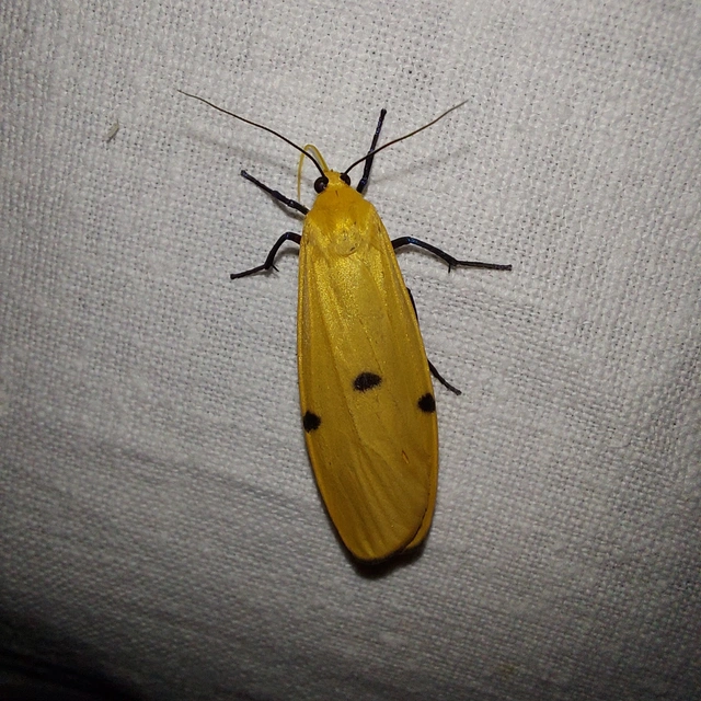 Lithosia quadra - négypettyes zuzmószövő
